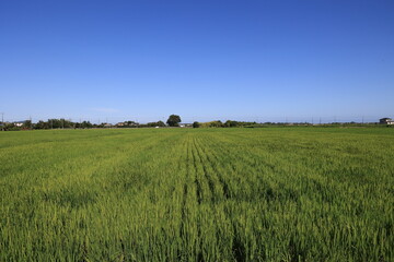 Obraz premium 収穫前後の田園風景