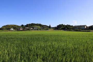 収穫前後の田園風景