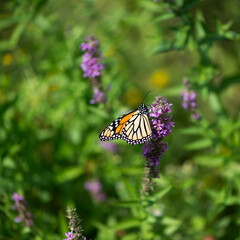 monarch butterfly on a flower