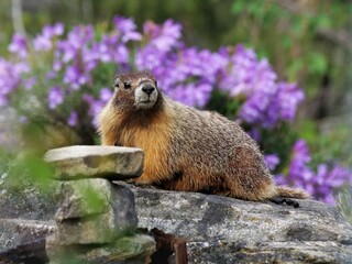 Yellow Bellied Marmot