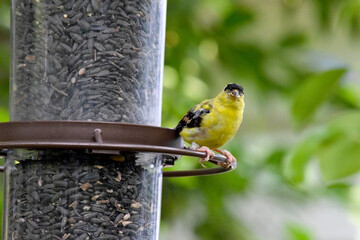 Golden Finch 06