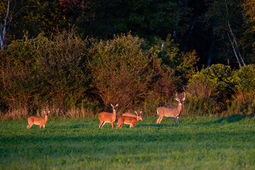 White-tailed deer buck, doe and fawns standing in a Wisconsin hay field in early September