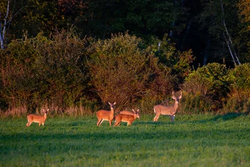 Poster Im Rahmen White-tailed deer buck, doe and fawns standing in a Wisconsin hay field in early September © mtatman
