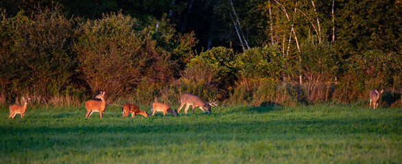 White-tailed deer buck, doe and fawns feeding in a Wisconsin hay field in early September