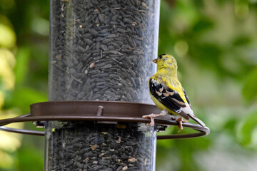 Naklejka premium Golden Finch 09