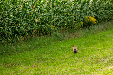 Red Fox (Vulpes vulpes) next to a Wisconsin cornfield in September
