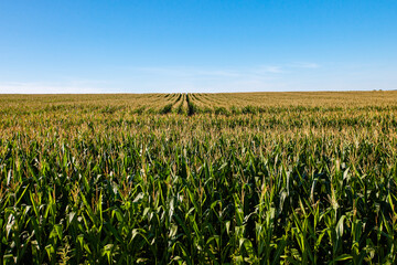 Wisconsin cornfield with a blue sky in early September