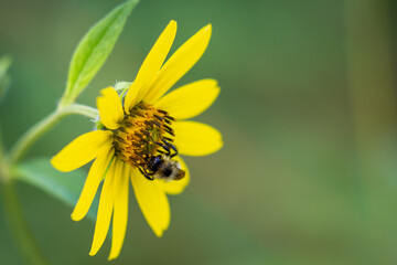 Bumblebee pollinating a yellow wild flower in August