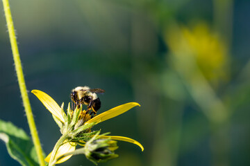 Bumblebee pollinating a yellow wild flower in August