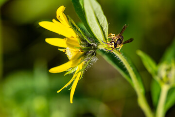 Yellowjacket pollinating a yellow flower in August