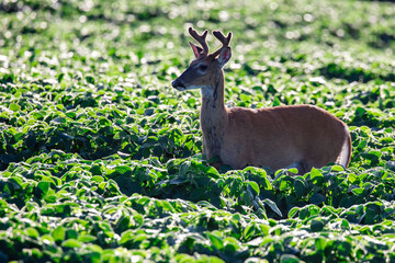 White-tailed deer (odocoileus virginianus) in velvet standing in a Wisconsin soybean field