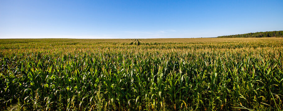 Wisconsin cornfield with a blue sky in early September
