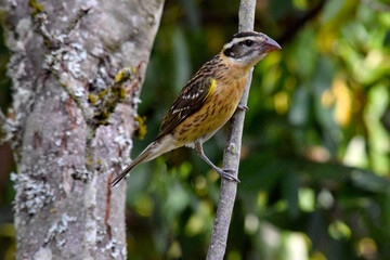 Cardinal Grosbeak Twig 11