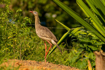Ave - Seriema (Cariama cristata)