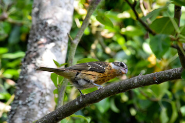 Cardinal Grosbeak Branch 03
