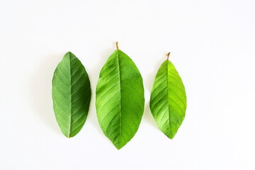 green guava leaves isolated in white background with copy space