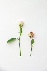 Flower and a withered flower 