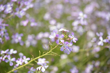 Purple flower
