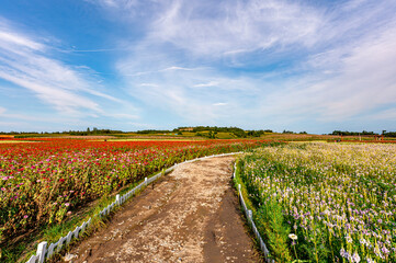 Obraz premium Flower sea landscape in Lianhuashan Eco-tourism Resort, Changchun, China