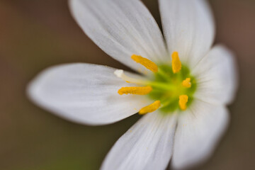 真夏の近隣の花マクロフォト