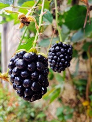 blackberry on the vine