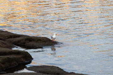 A seagull on the rock by the water.