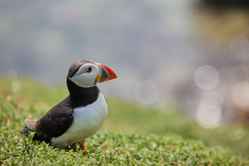 puffin standing on a rock cliff . fratercula arctica