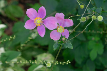 木陰に愛らしく咲くピンクのシュウメイギク