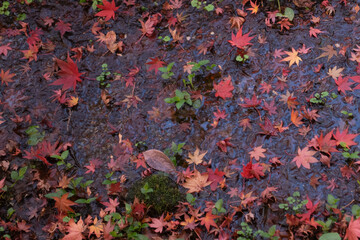 水面に落ちた色とりどりの紅葉の葉