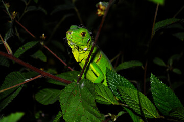 natureza