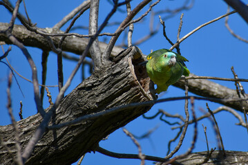 turquoise-fronted amazon (Amazona aestiva) in the wild at a tree cavity
