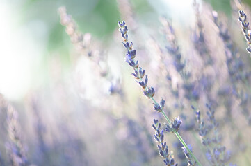 Macro closeup of lavender flowers in a lavender field at the lavender farm