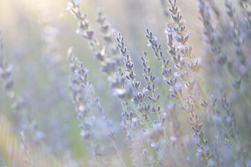 Closeup of lavender in the early morning mist at sunrise