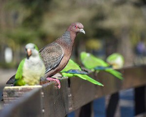 picazuro pigeon (Patagioenas picazuro) surrounded by monk parakeets