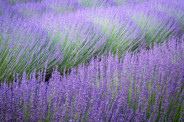 Rows of lavender plants in a lavender field at the lavender farm