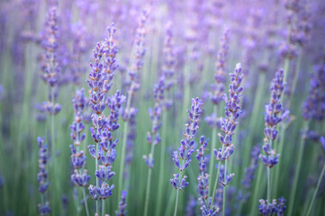 Lavender flowers in a lavender field, closeup