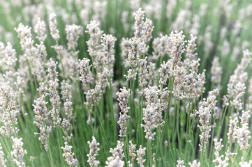 Closeup of white lavender flowers 