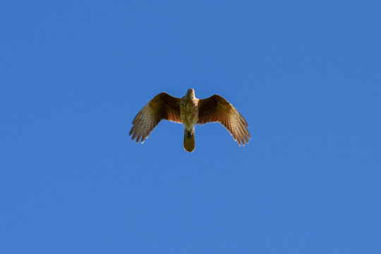 chimango caracara (Milvago chimango) flying
