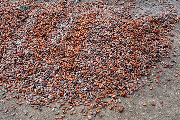 Cacao beans laid out to dry at a cacao bean farm near Las Penas, Ecuador