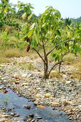 Fototapeta na wymiar Cacao trees at a Cacao bean farm near Las Penas, Ecuador