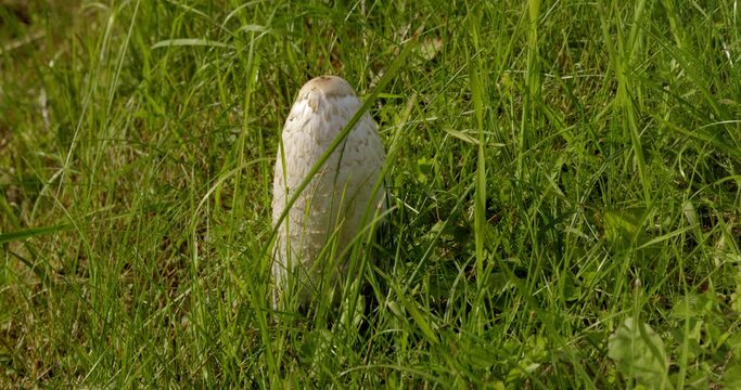 Inkcap mushrooms growing in green grass on the side of the road on a sunny summer day.