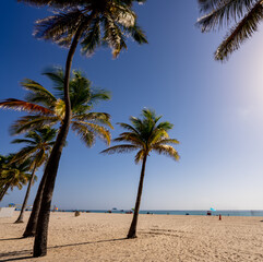 Obraz premium Tropical palm trees Hollywood Beach FL