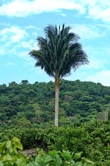 Palm tree near the coastal town of Las Penas, Ecuador