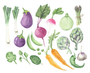 A watercolor hand-drawn set of vegetables. Beetroot, onion, garlic, radish, asparagus, herbs, carrots, peas, eggplant. Watercolor illustration.