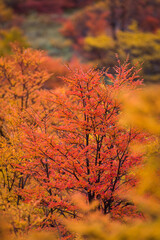autumn in the forest