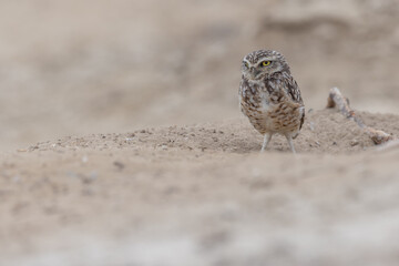 Kaninchenkauz (Burrowing owl)
Ecuador