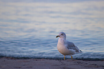 Beach seagull at the sea coastline