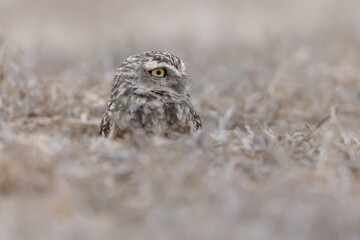 Kaninchenkauz (Burrowing owl)
Ecuador