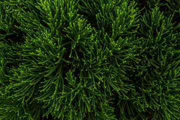 緑の植物、テクスチャ、カイヅカイブキ