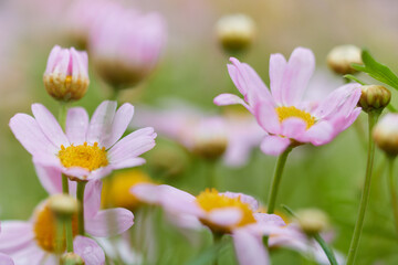 淡いピンク色の花びらが可愛い花